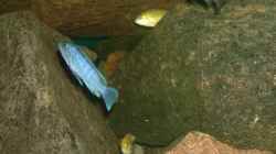 Besatz im Aquarium Erstes Malawi