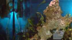 Dekoration im Aquarium Becken 7317