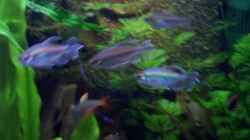 Blaue Kongosalmler-Männchen