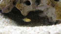 Labidochromis sp.Yellow / Gold (jung)