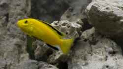 Labidochromis sp.Yellow / Gold