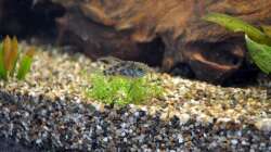 Mamorierter Panzi mit Fähnchenflosse