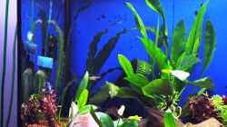 Pflanzen im Aquarium Becken 739