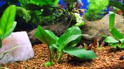 Pflanzen im Aquarium Becken 739