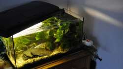 Pflanzen im Schneckenbecken 