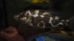 ><(((°> Nimbochromis Living Stoni