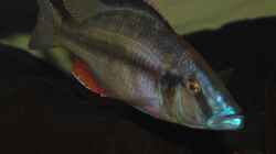  ><(((°> Dimidiochromis Compressiceps Bock 