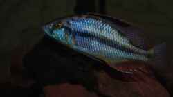 ><(((°> Dimidiochromis Compressiceps Bock 