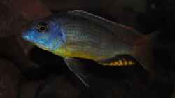 ><(((°>  Naevochromis chrysogaster WF Bock 
