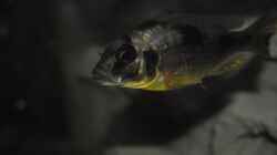><(((°>  Naevochromis chrysogaster WF Weibchen