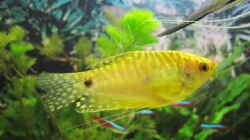 goldener Fadenfisch