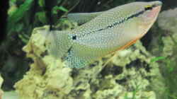 Mosaikfadenfisch - Trichogaster leerii