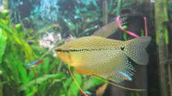 Mosaikfadenfisch - Trichogaster leerii