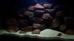 Aquarium CAfra Artenbecken