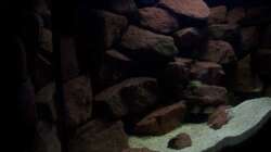 Aquarium CAfra Artenbecken