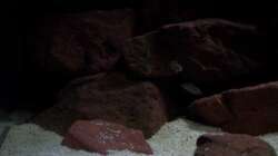 Aquarium CAfra Artenbecken