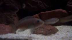 Aquarium CAfra Artenbecken