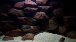 Aquarium CAfra Artenbecken