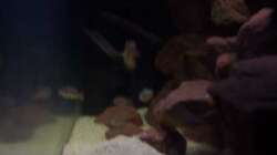 Aquarium CAfra Artenbecken