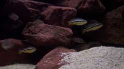 Aquarium CAfra Artenbecken