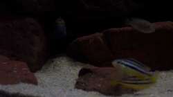 Aquarium CAfra Artenbecken