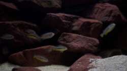 Aquarium CAfra Artenbecken