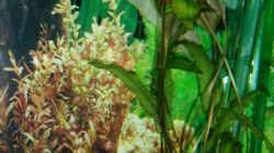 Pflanzen im Aquarium Becken 7528