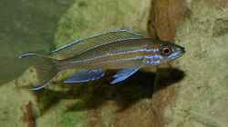 Paracyprichromis nigripinnis blue neon (m) m neuen Aquarium