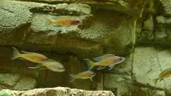 Paracyprichromis nigripinnis beim Erkunden der neuen Umgebung