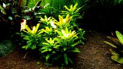 Ludwigia sphaerocarpa