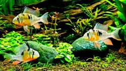 Besatz im Aquarium Wild Nature 2.0