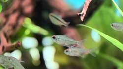 Besatz im Aquarium Juwel Rio 125