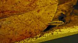 Apistogramma bitaeniata 