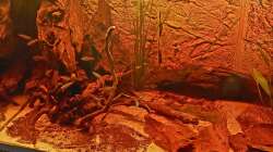 Ausschnitt ´Baumstamm´