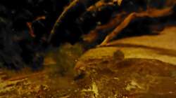 Apistogramma bitaeniata gut getarnt über Seemandelbaumblatt