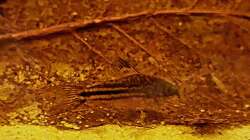 Corydoras napoensis auf halbzersetzten Seemandelbaumblatt