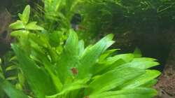 Pflanzen im Aquarium DENNERLE Nano