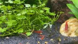 Besatz im Aquarium DENNERLE Nano