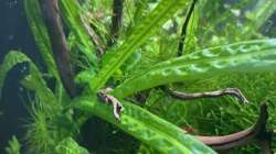 Pflanzen im Aquarium DENNERLE Nano