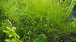 Pflanzen im Aquarium DENNERLE Nano