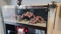 Dekoration im Aquarium Reef Dream