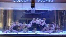 Dekoration im Aquarium Reef Dream