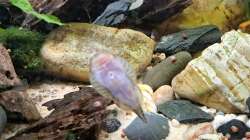 Aquarium Loaches again