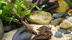 Aquarium Loaches again