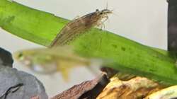 Amanos sind mittlerweile echt riesig