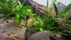 Aquarium Loaches again