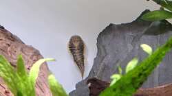 Besatz im Aquarium Loaches again