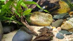 Aquarium Loaches again