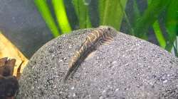 Gastromyzon blue fin