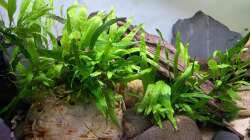 16.06.2015  Javafarn wächst gut